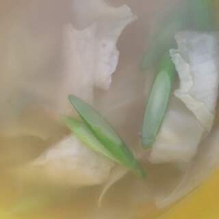 キャベツとにんにくの芽の味噌汁